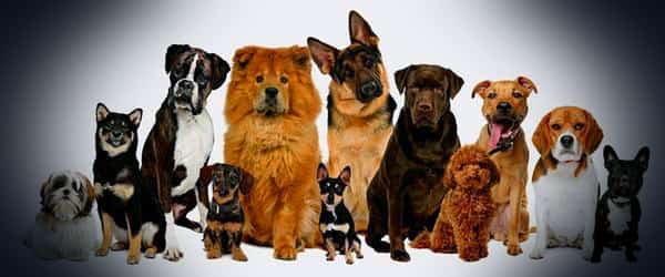 CBD popular for all pets